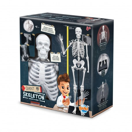 Skeleton 80 cm