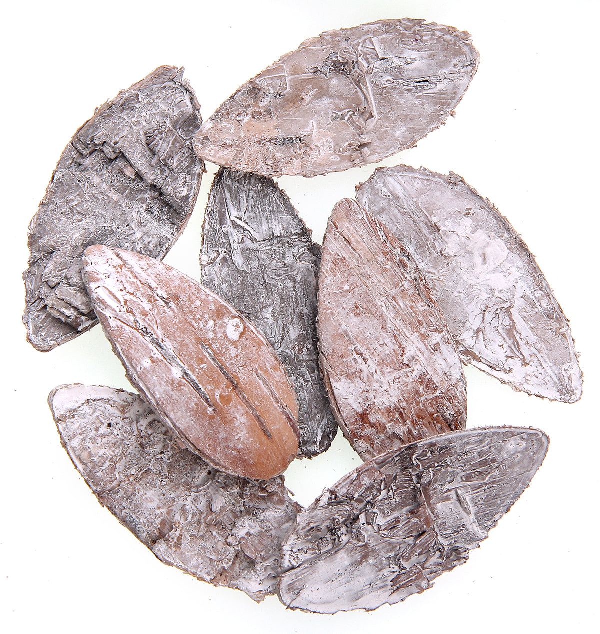 Bark 5.5*2.5Cm, 8Pcs