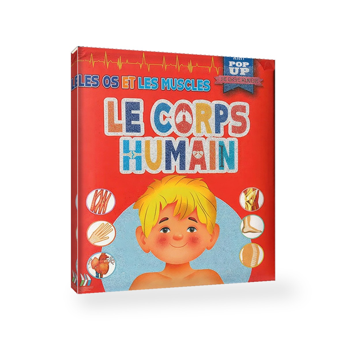 Pop Up - Le Corps Humain - Les Os Et Les Muscles